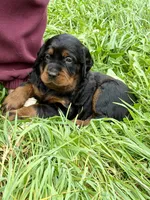 Male, a male Gordon Setter for sale in South China, ME – 1 of 1