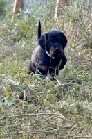 Blue female, a female Gordon Setter for sale in South China, ME – 1 of 1