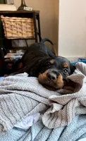 Male, a male Gordon Setter for sale in South China, ME – 2 of 2