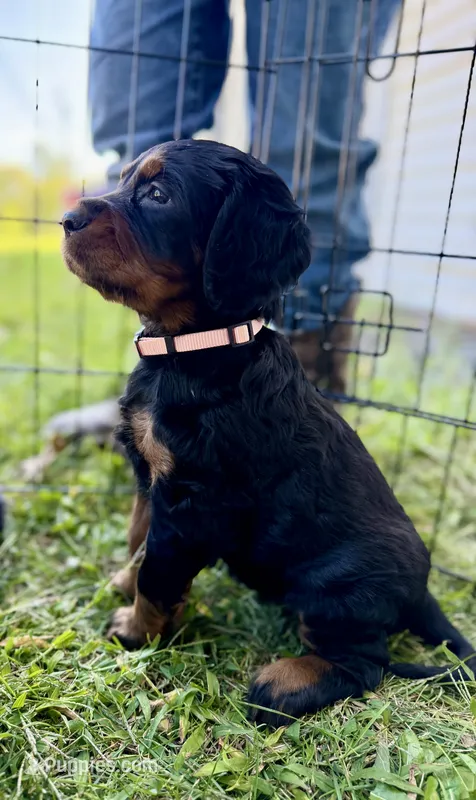 Female – Gordon Setter puppy for sale in South China, ME