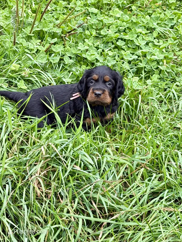 Female – Gordon Setter puppy for sale in South China, ME