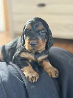 Gordon Setter, a female Gordon Setter for sale in South China, ME – Photo 5 of 8