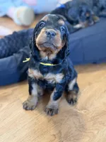 Gordon Setter, a female Gordon Setter for sale in South China, ME – Photo 7 of 8