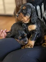 Gordon Setter, a female Gordon Setter for sale in South China, ME – Photo 8 of 8