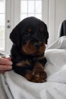 Gordon Setter, a female Gordon Setter for sale in South China, ME – Photo 1 of 8