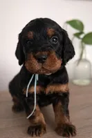 Gordon Setter, a female Gordon Setter for sale in South China, ME – Photo 2 of 8