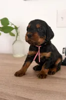 Gordon Setter, a female Gordon Setter for sale in South China, ME – Photo 3 of 8