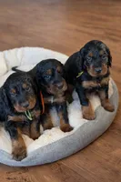 Gordon Setter, a female Gordon Setter for sale in South China, ME – Photo 6 of 8