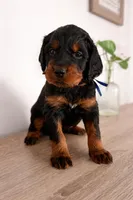 Gordon Setter, a female Gordon Setter for sale in South China, ME – Photo 4 of 8