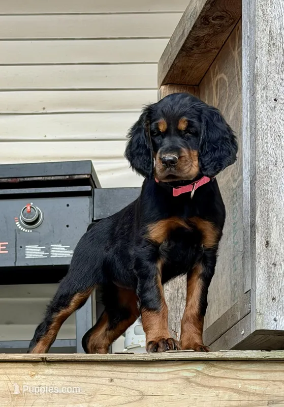Rose – Gordon Setter puppy for sale in South China, ME