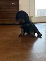 Female/male, a female Gordon Setter for sale in South China, ME – Photo 3 of 4