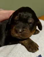 Female, a female Gordon Setter for sale in South China, ME – Photo 2 of 6
