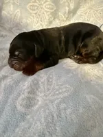 Female, a female Gordon Setter for sale in South China, ME – Photo 5 of 6