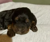 Female, a female Gordon Setter for sale in South China, ME – Photo 1 of 6
