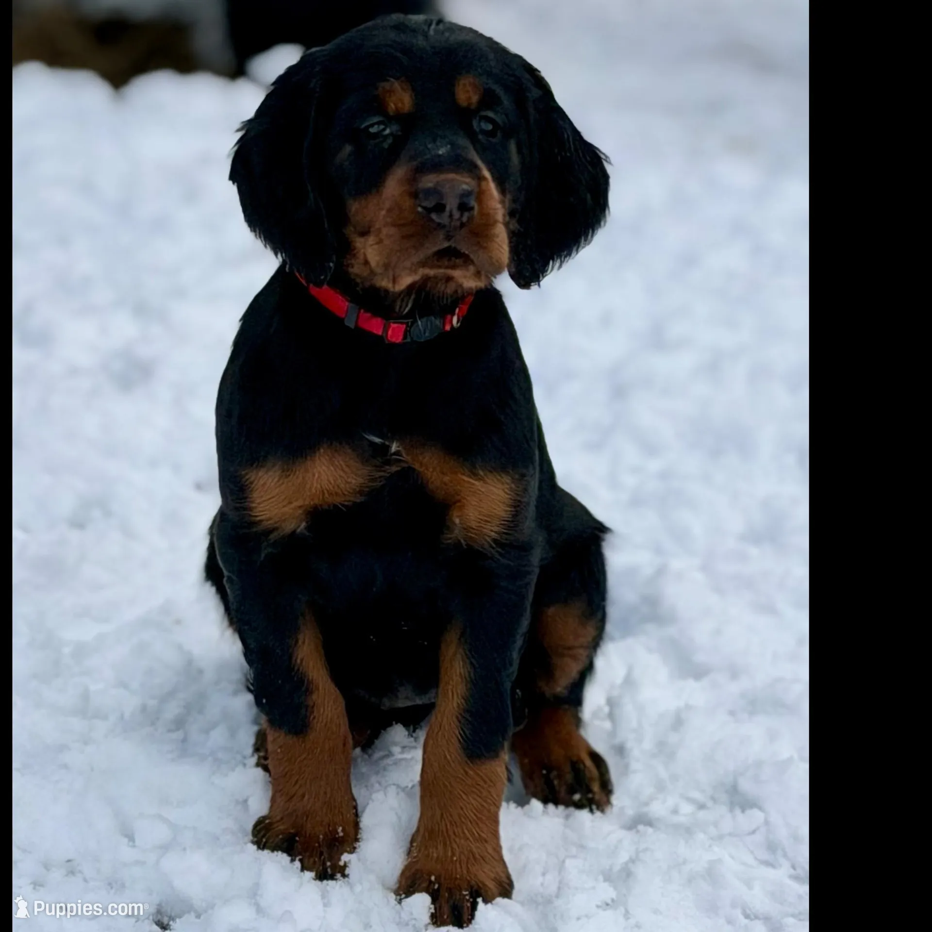 Female/male – Gordon Setter puppy for sale in South China, ME