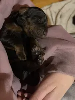 Female, a female Gordon Setter for sale in South China, ME – Photo 4 of 6