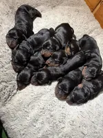 Female, a female Gordon Setter for sale in South China, ME – Photo 6 of 6
