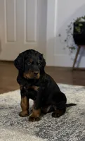 Female/male, a female Gordon Setter for sale in South China, ME – Photo 1 of 4
