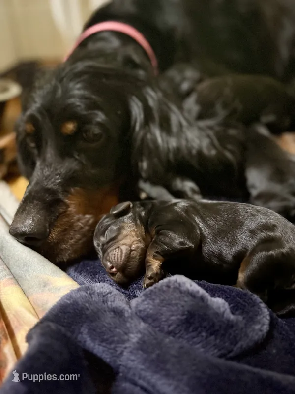 Male – Gordon Setter puppy for sale in South China, ME
