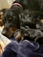 Male, a male Gordon Setter for sale in South China, ME – 1 of 1
