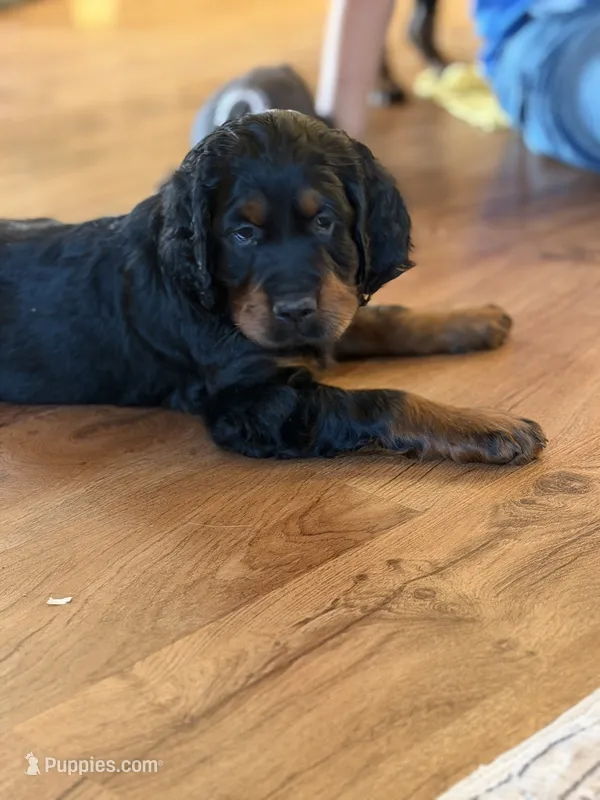 Male – Gordon Setter puppy for sale in South China, ME