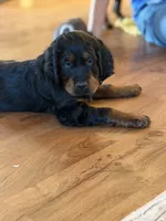 Male, a male Gordon Setter for sale in South China, ME – 1 of 2