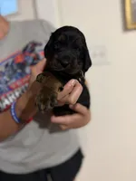 Female, a female Gordon Setter for sale in South China, ME – 2 of 2