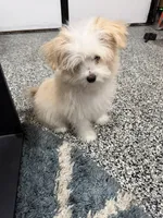 Rocky, a male Maltese and Pomeranian for sale in Shorewood, IL – Photo 3 of 8