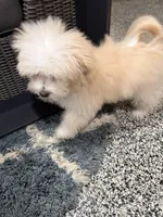 Rocky, a male Maltese and Pomeranian for sale in Shorewood, IL – Photo 2 of 8