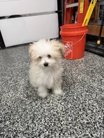 Rocky, a male Maltese and Pomeranian for sale in Shorewood, IL – Photo 6 of 8