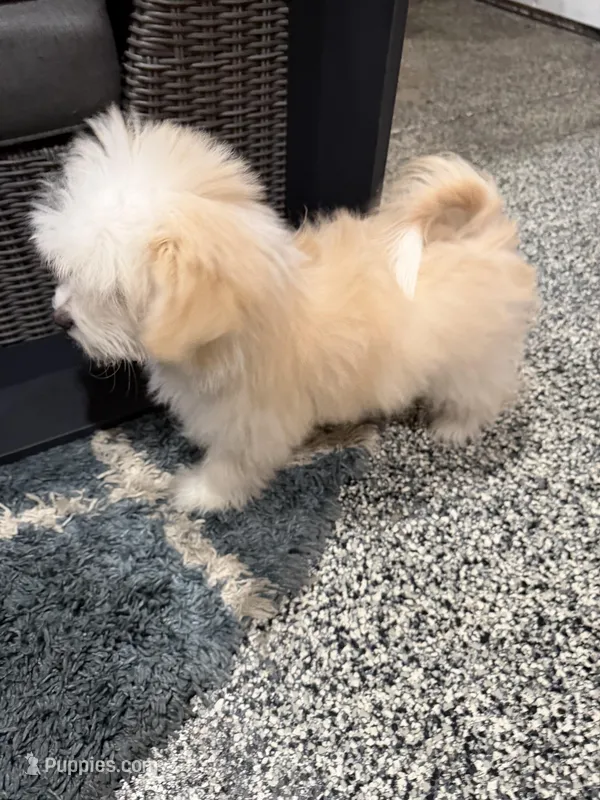 Rocky – Maltese, Pomeranian puppy for sale in Shorewood, IL