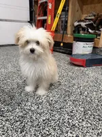 Rocky, a male Maltese and Pomeranian for sale in Shorewood, IL – Photo 5 of 8