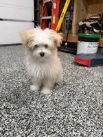 Rocky, a male Maltese and Pomeranian for sale in Shorewood, IL – Photo 4 of 8