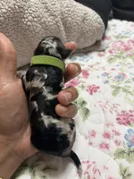 Lily , a  Poodle - Toy  for sale in Winter Haven, FL – 4 of 6