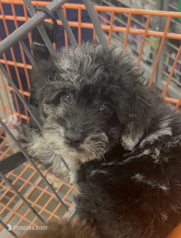 Milly  – Poodle - Toy  puppy for sale in Winter Haven, FL