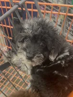 Milly , a female Poodle - Toy  for sale in Winter Haven, FL – 1 of 4