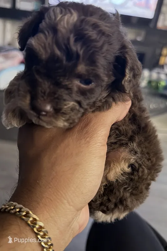 Lily  – Poodle - Toy  puppy for sale in Winter Haven, FL