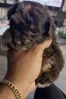 Lily , a  Poodle - Toy  for sale in Winter Haven, FL – 1 of 6