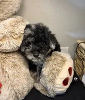 Milly , a female Poodle - Toy  for sale in Winter Haven, FL – 4 of 4