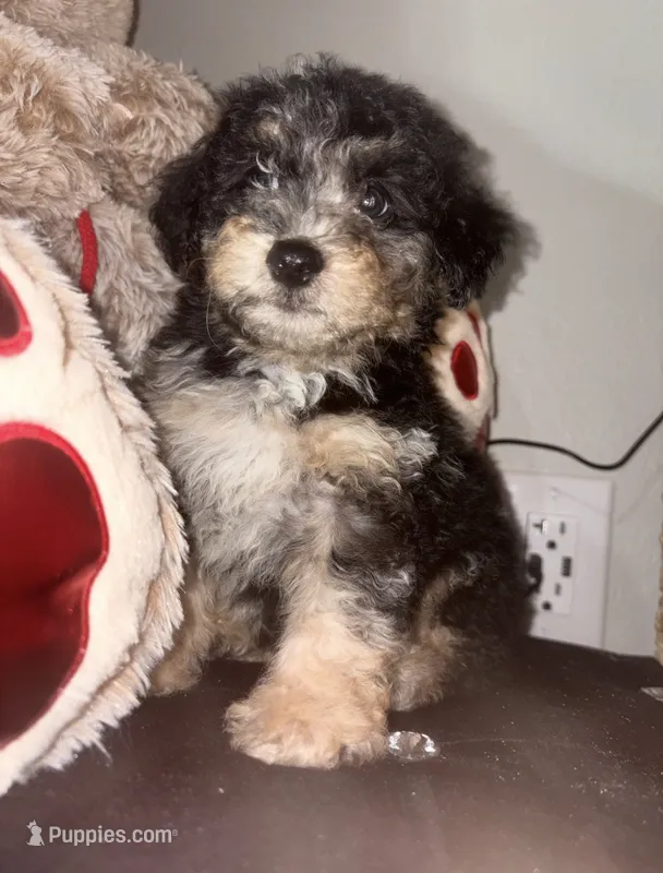 Mico – Poodle - Toy  puppy for sale in Winter Haven, FL