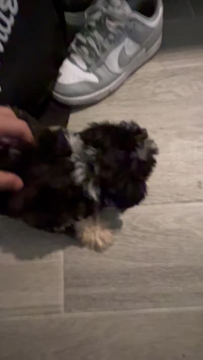 Milly , a female Poodle - Toy  for sale in Winter Haven, FL – 2 of 4