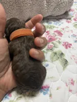 Lily , a  Poodle - Toy  for sale in Winter Haven, FL – 5 of 6