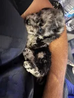 Lily , a  Poodle - Toy  for sale in Winter Haven, FL – 3 of 6