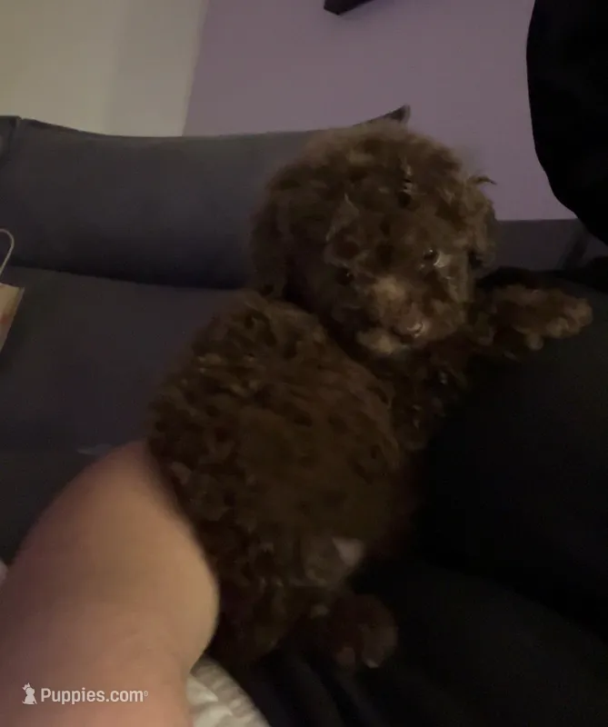 Brown – Poodle - Toy  puppy for sale in Winter Haven, FL