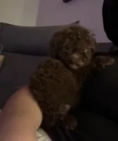 Brown, a  Poodle - Toy  for sale in Winter Haven, FL – 1 of 1