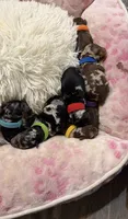 Lily , a  Poodle - Toy  for sale in Winter Haven, FL – 2 of 6