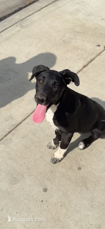 Sasha  – Labrador Retriever puppy for sale in Los Angeles, CA