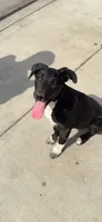 Sasha , a female Labrador Retriever for sale in Los Angeles, CA – 1 of 1