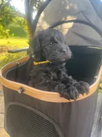 GiGi , a female Miniature Schnauzer and Cockapoo for sale in Mooresville, NC – 1 of 5
