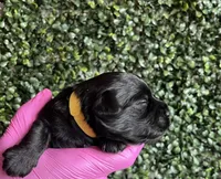 Hulk, a male Miniature Schnauzer and Cockapoo for sale in Mooresville, NC – Photo 3 of 9